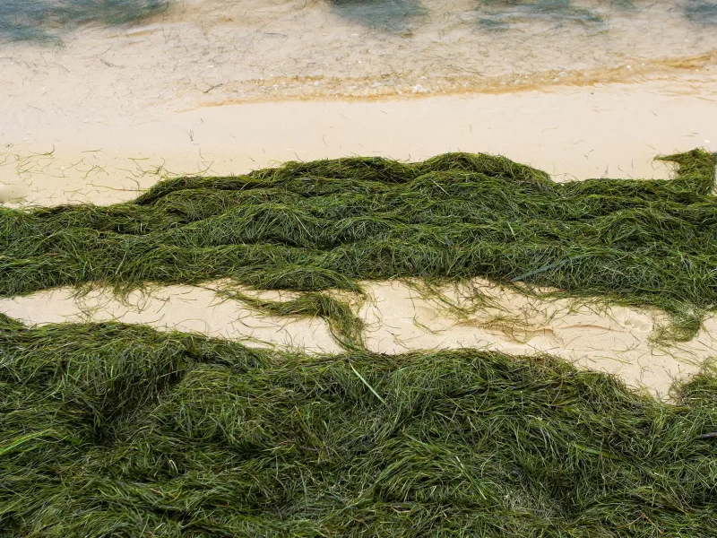 green-algae-on-a-sandy-beach-2025-01-29-12-30-38-utc